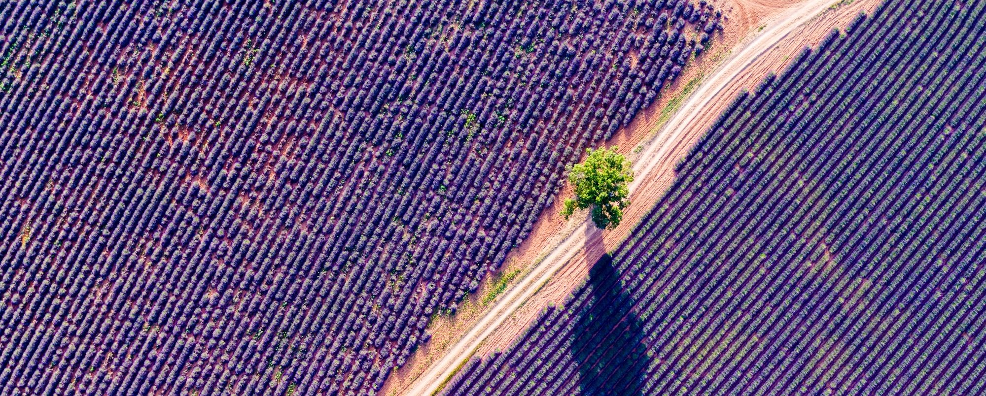 Lavander fields